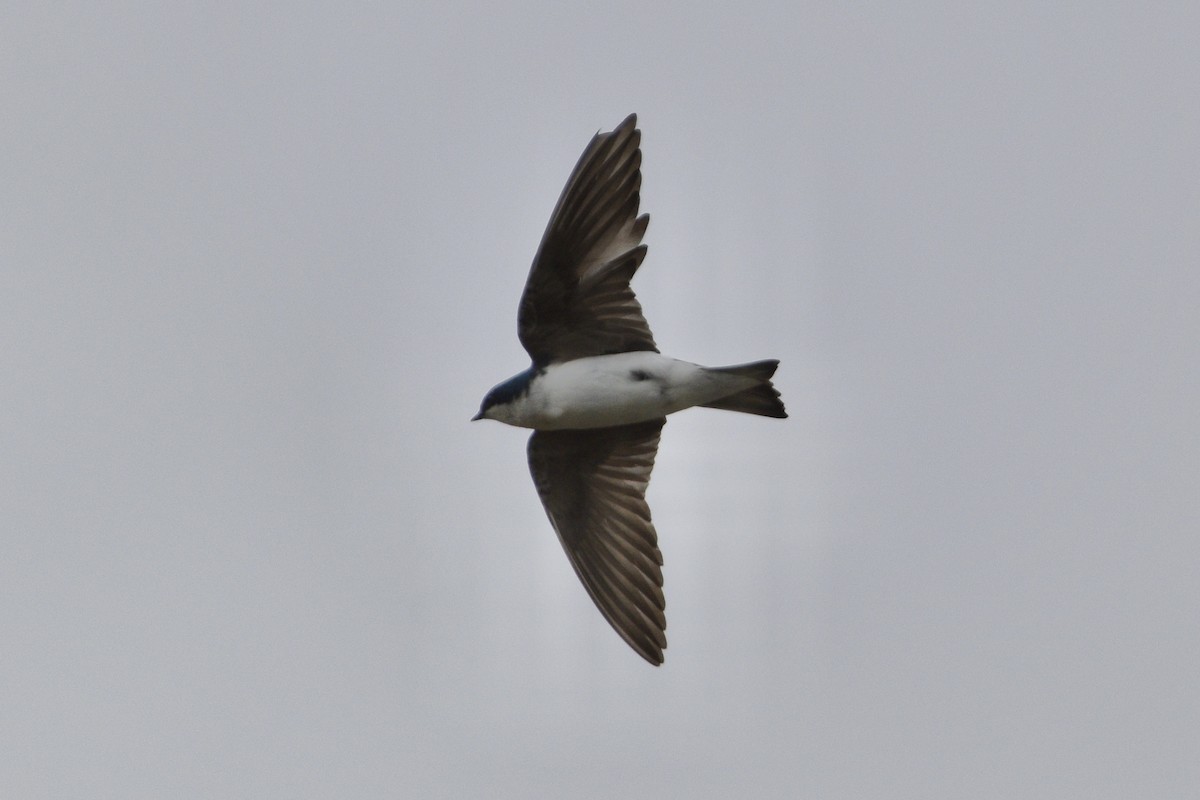 Tree Swallow - ML344458091