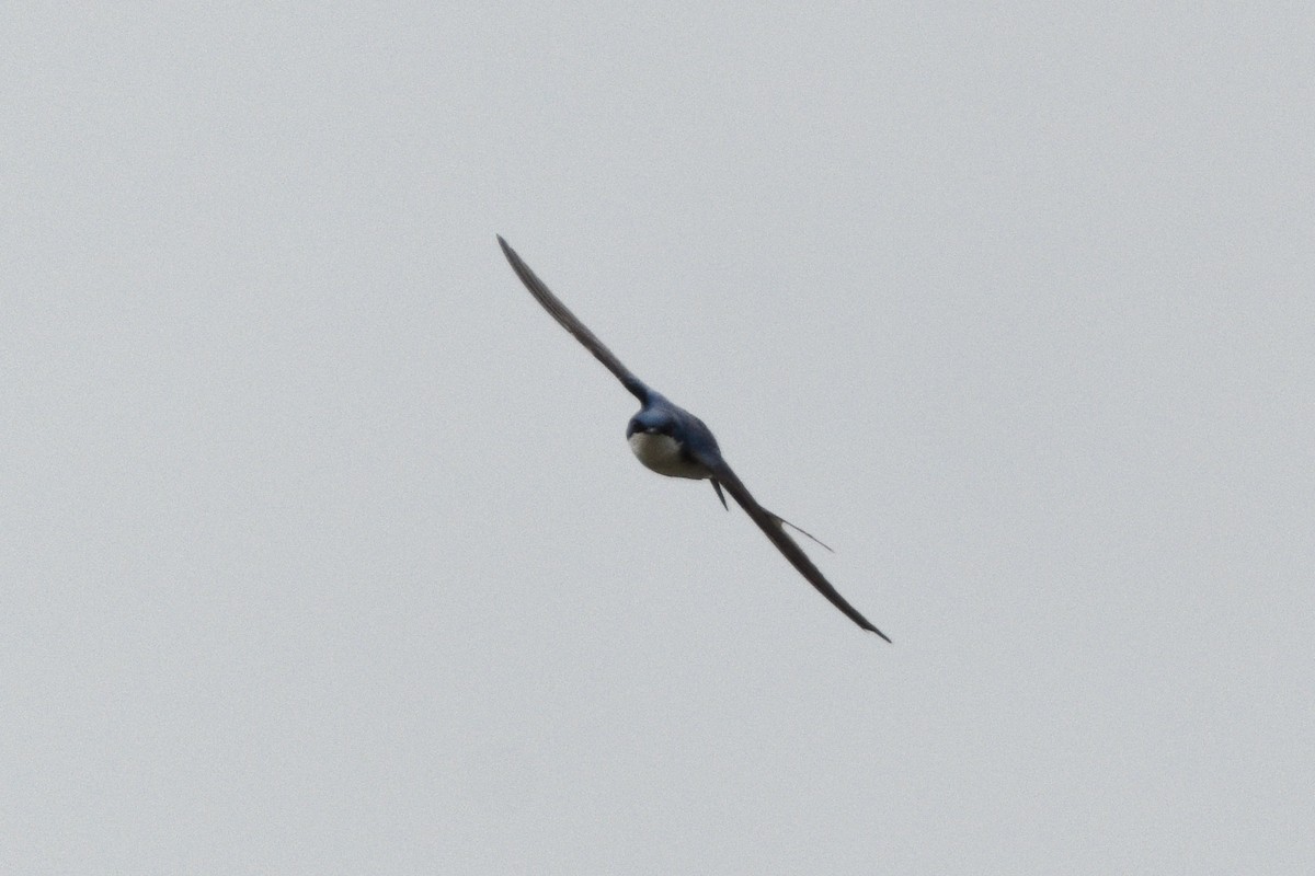 Tree Swallow - ML344458101