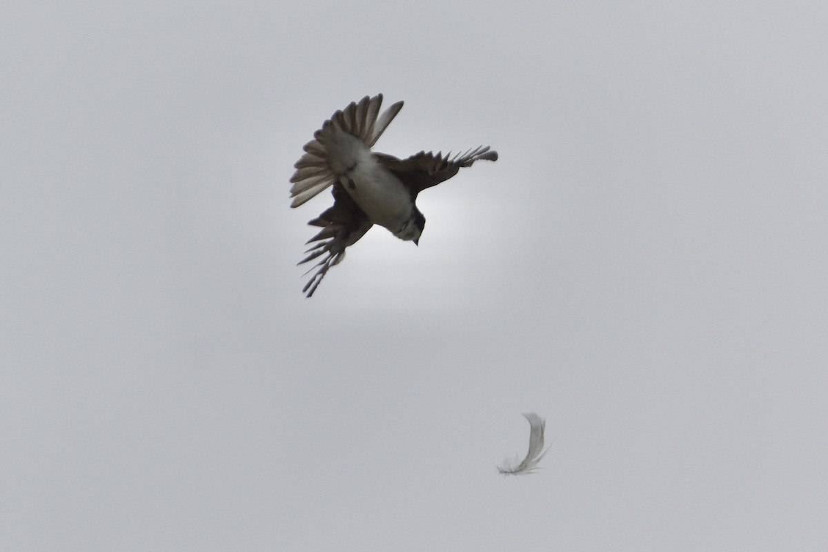 Tree Swallow - ML344458111