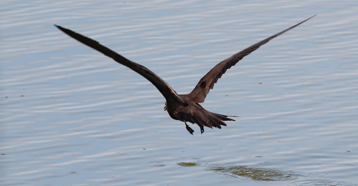 Brown Noddy - ML34445871