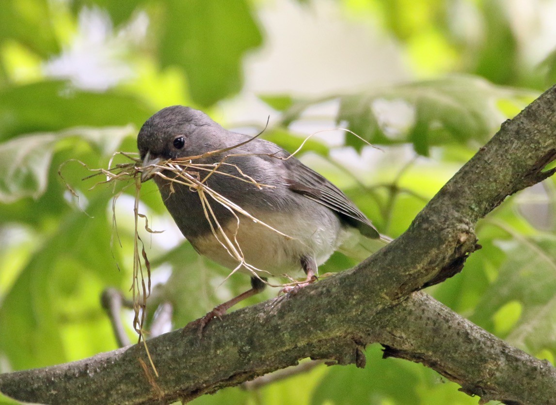 Dark-eyed Junco - ML344459211