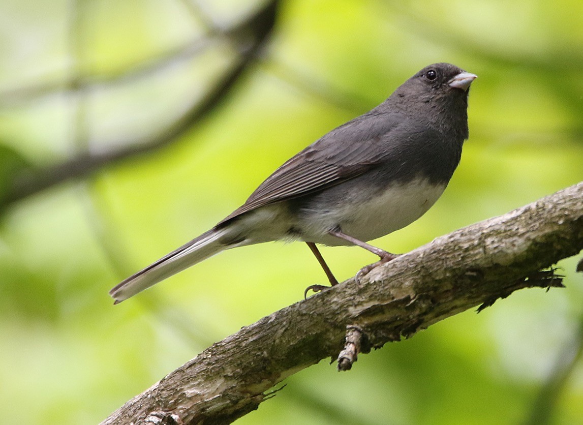 Dark-eyed Junco - ML344459321