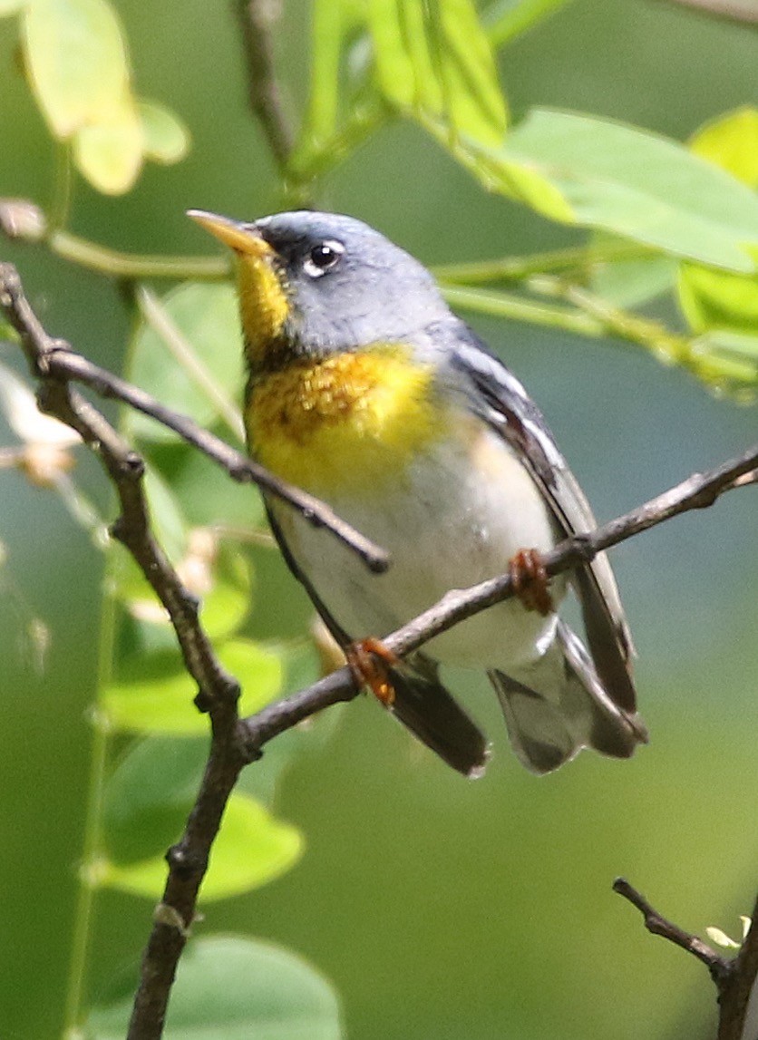 Parula Norteña - ML344459561