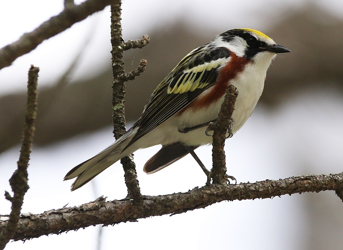 Chestnut-sided Warbler - ML344459781