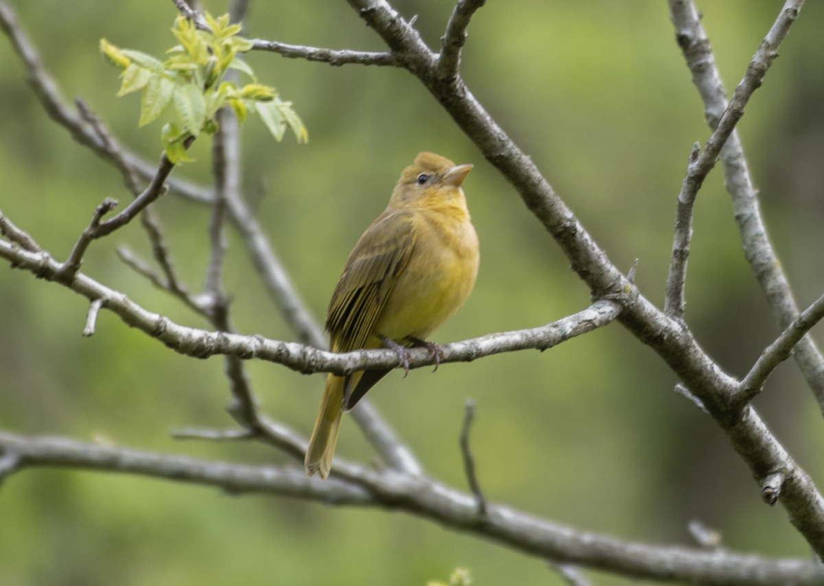 Summer Tanager - ML344460551