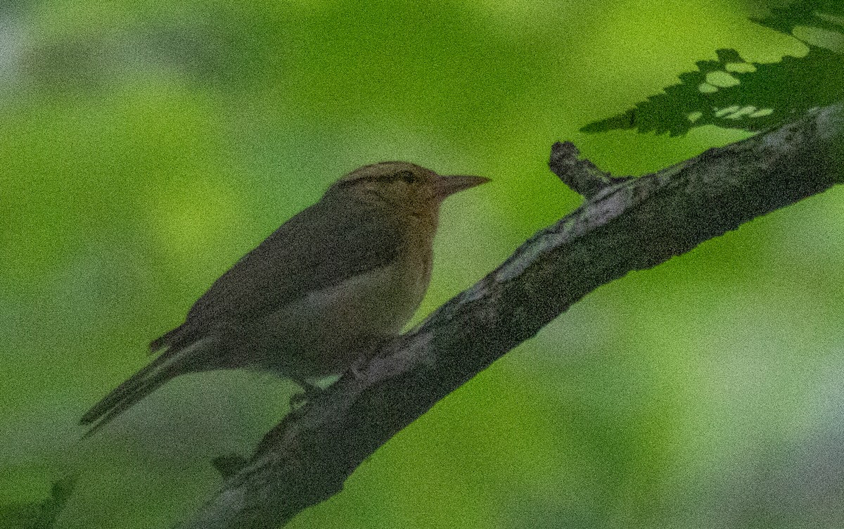 Reinita Gusanera - ML344460631