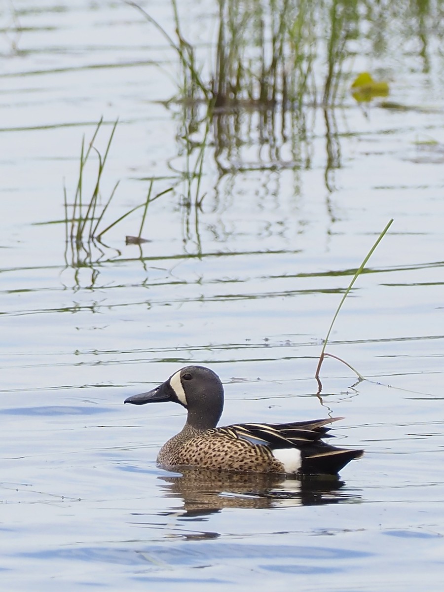 Blue-winged Teal - ML344460891
