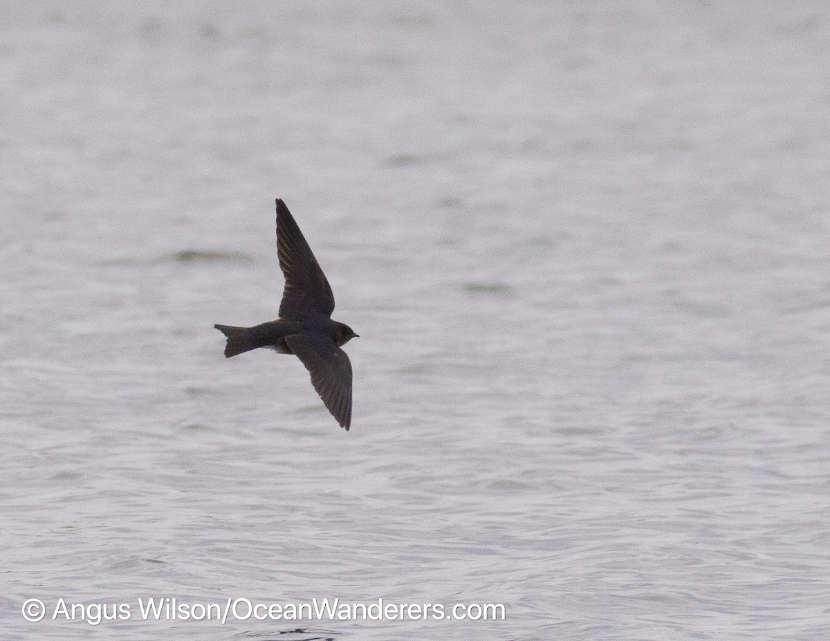 new world martin sp. (Progne sp.) - ML344461931