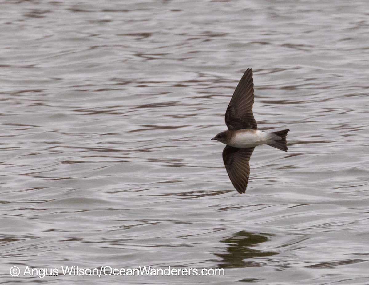 new world martin sp. (Progne sp.) - ML344461971