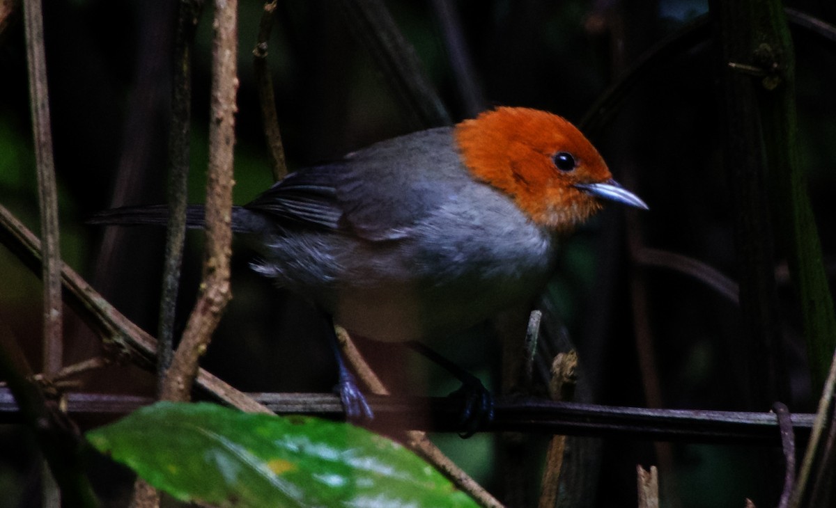 Fulvous-headed Tanager - David Ascanio