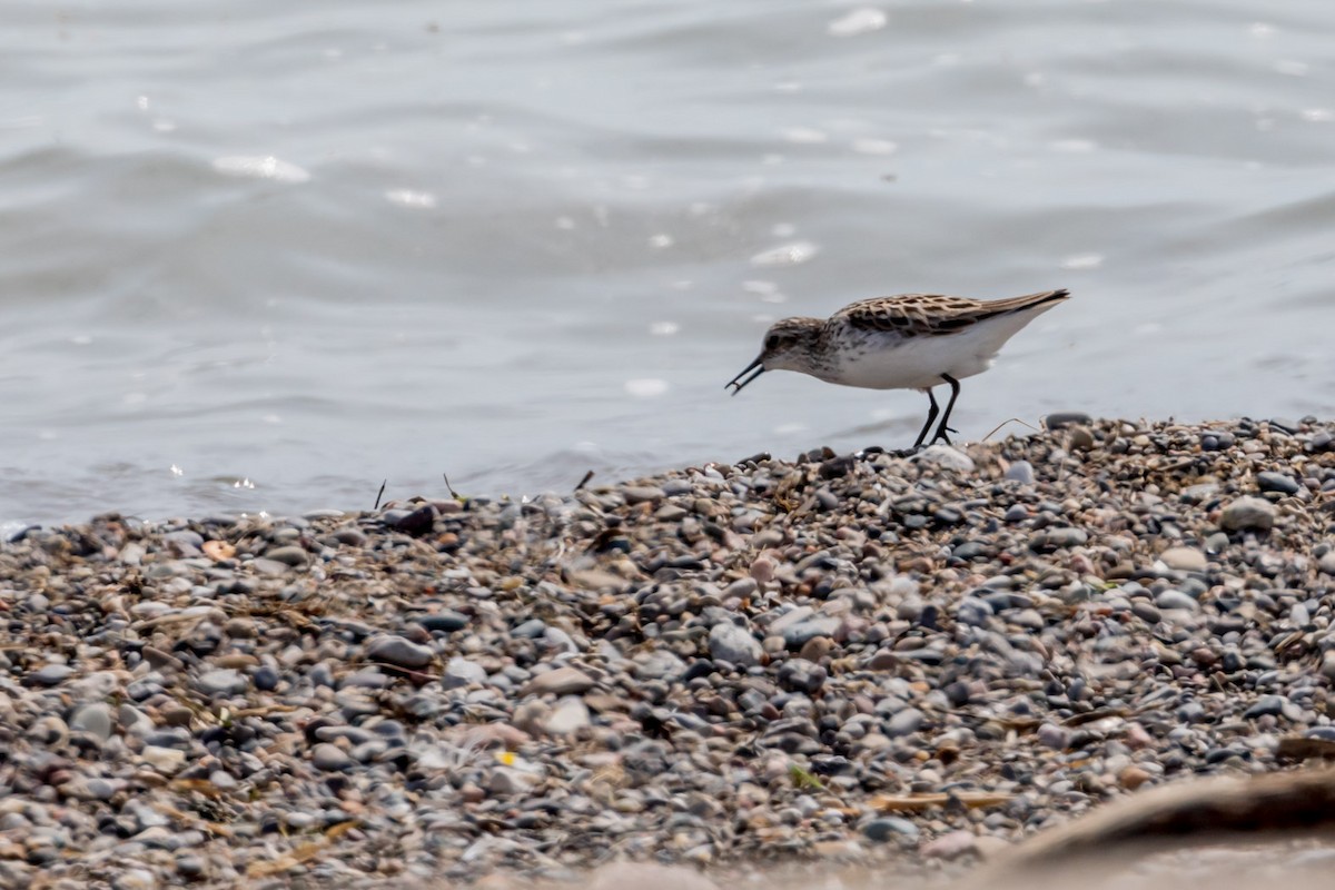 Semipalmated Sandpiper - ML344463101