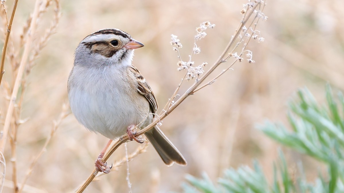 Clay-colored Sparrow - ML344464201