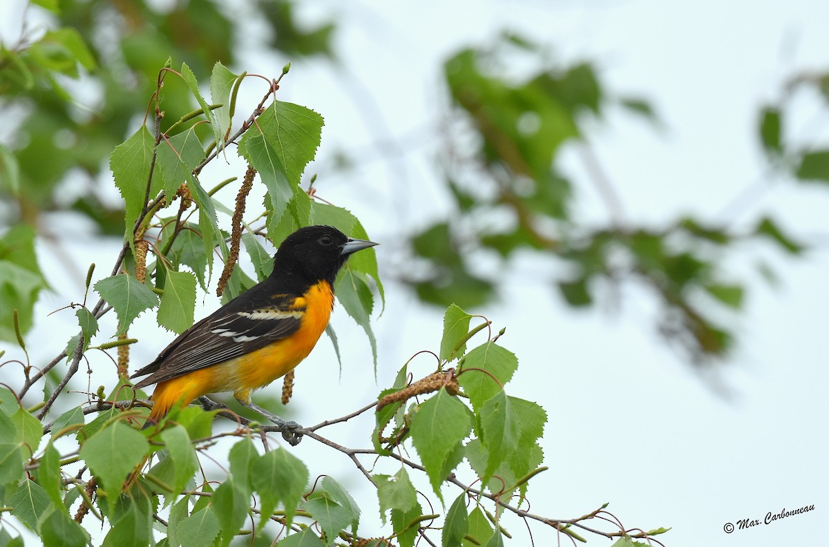 Baltimore Oriole - Maxime Carbonneau