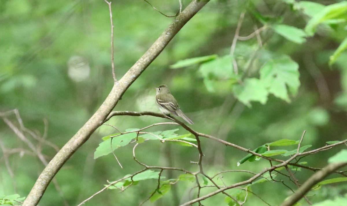 Acadian Flycatcher - ML344467181