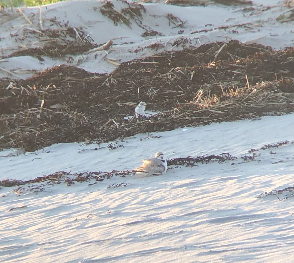 Piping Plover - Joel Rurik