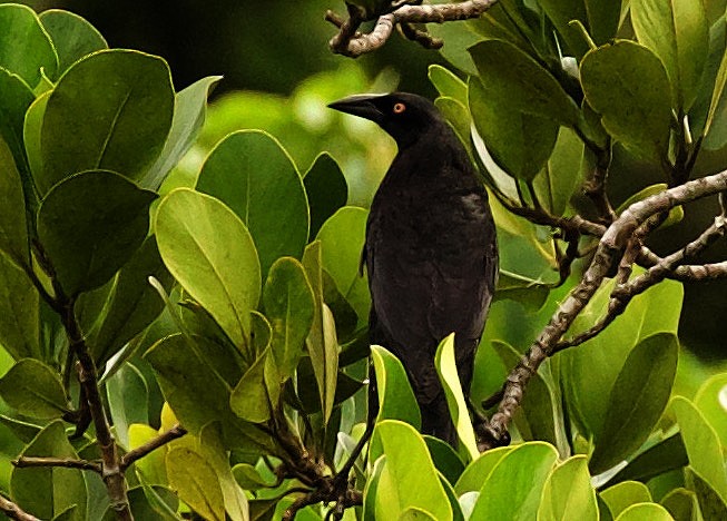 Giant Cowbird - ML344470161