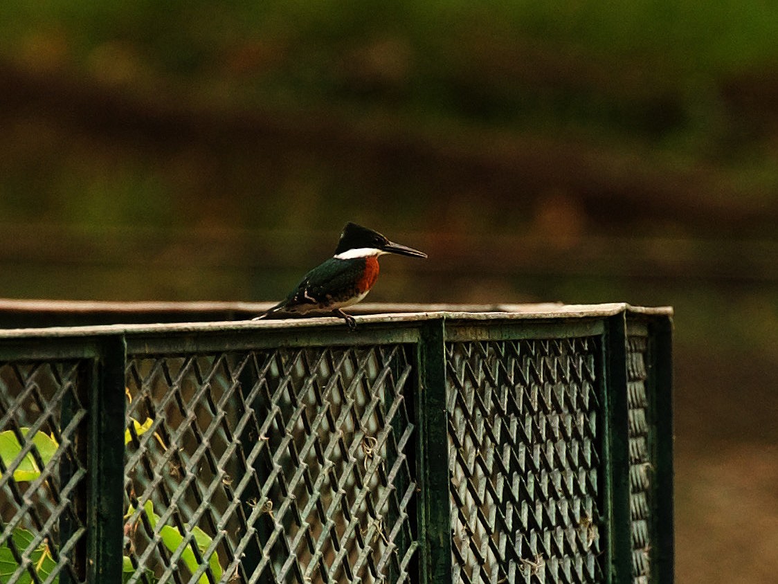 Green Kingfisher - ML344470421