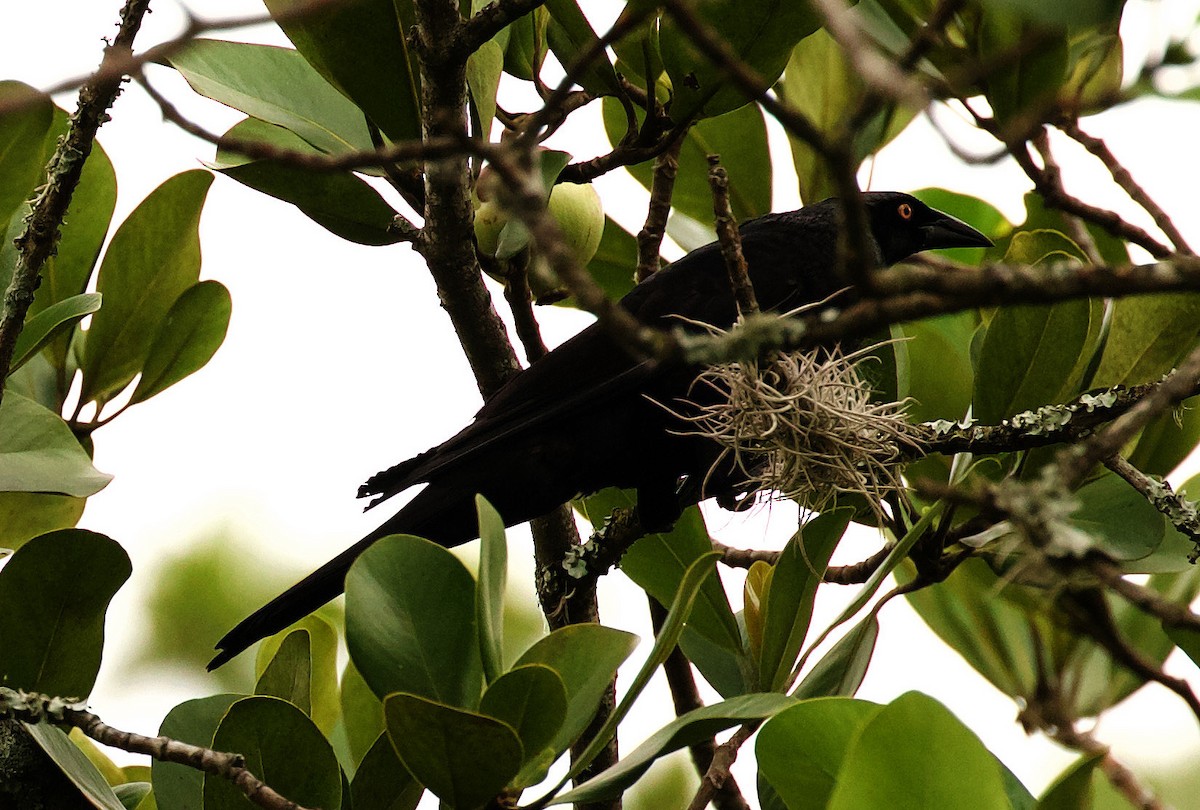 Giant Cowbird - ML344470441