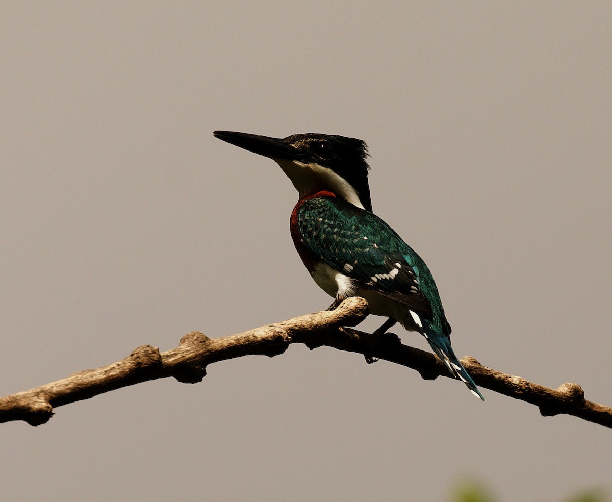 Green Kingfisher - ML344470451