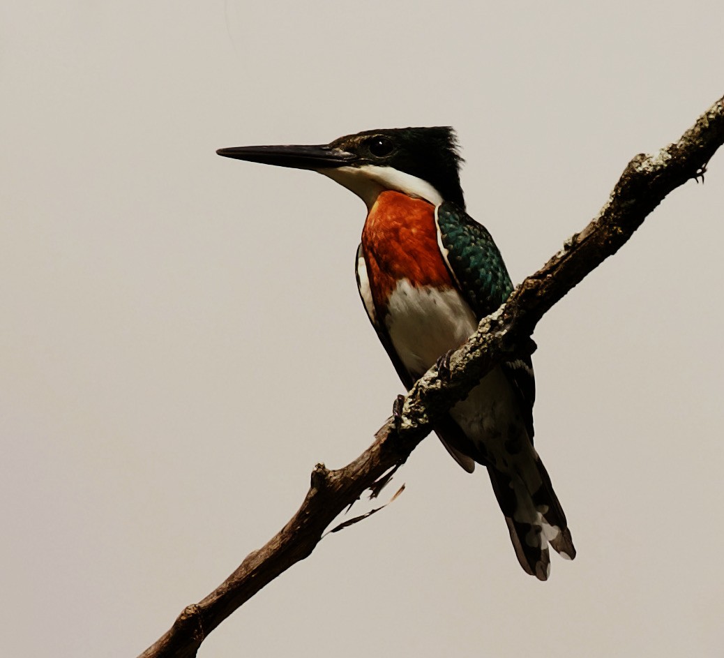 Green Kingfisher - ML344470541