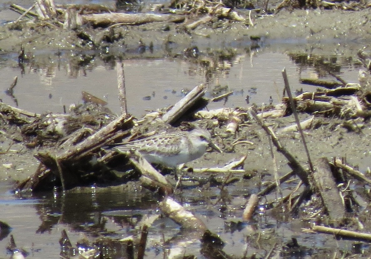 Red-necked Stint - Roger Woodruff