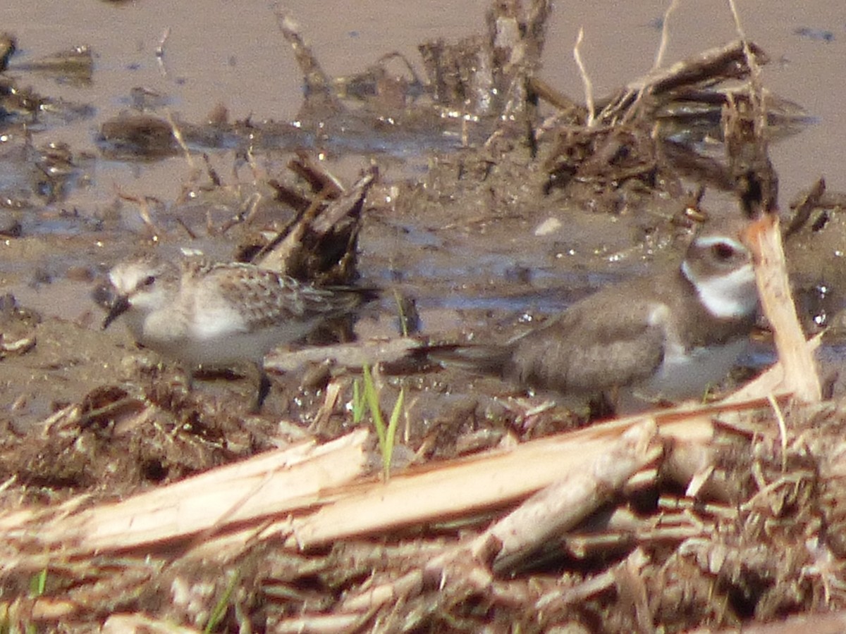 Red-necked Stint - Julie Szabo