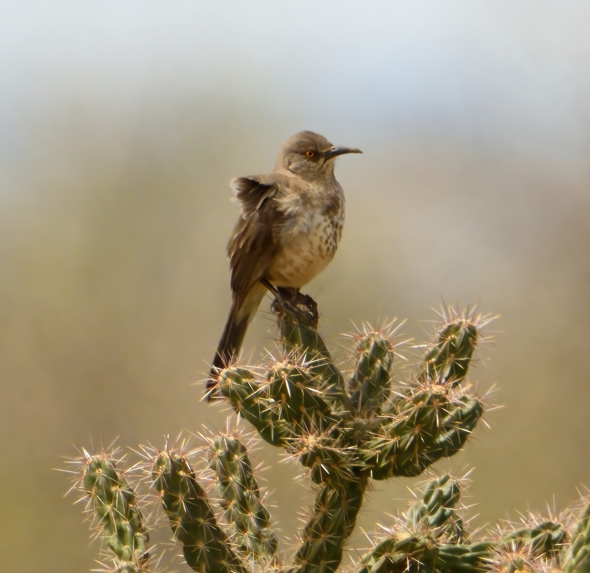 Curve-billed Thrasher - ML344477221
