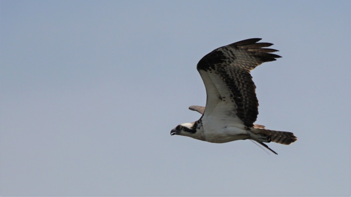 Osprey - ML344477391