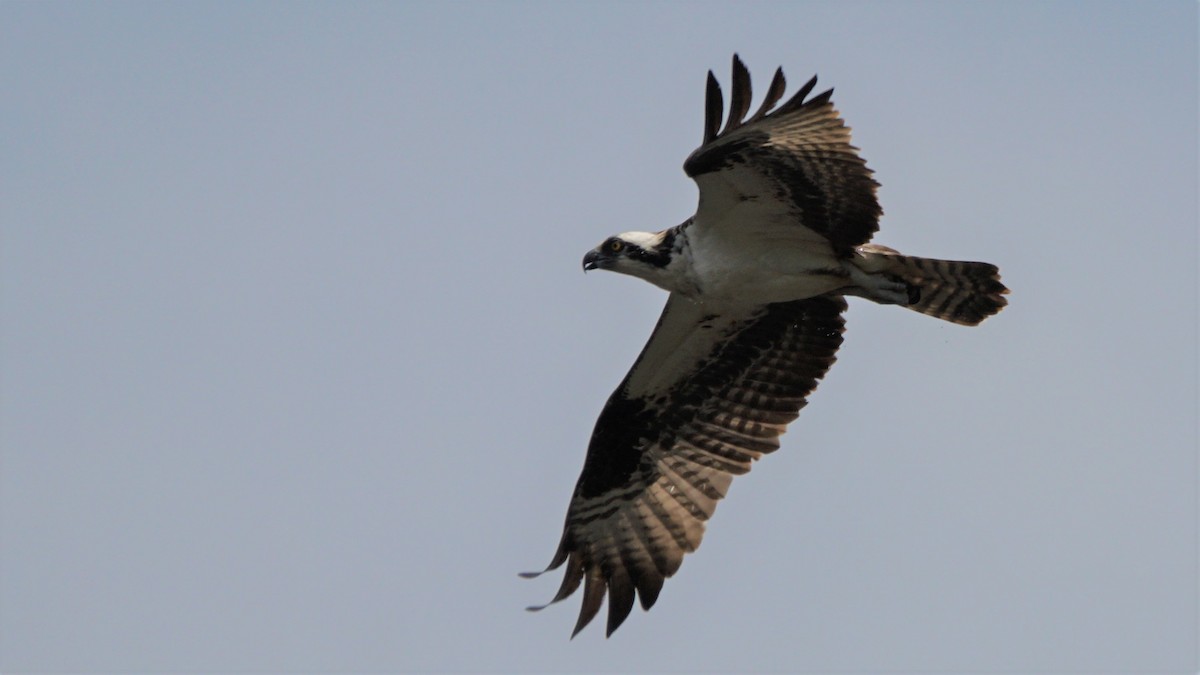 Osprey - ML344477401