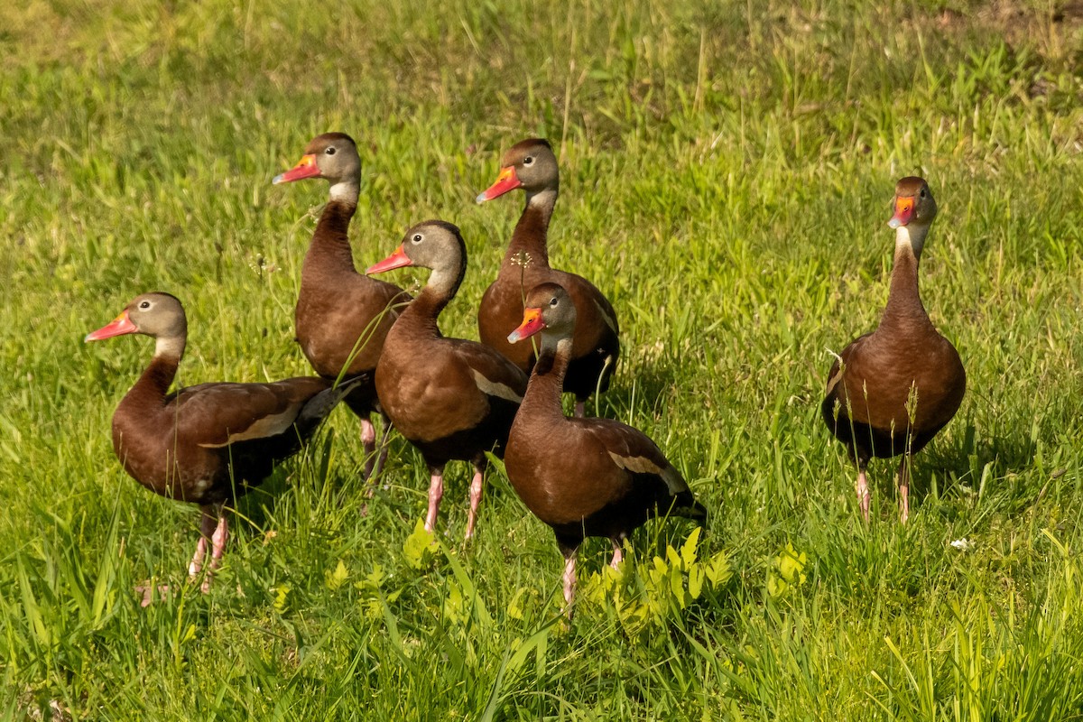 Dendrocygne à ventre noir - ML344477551