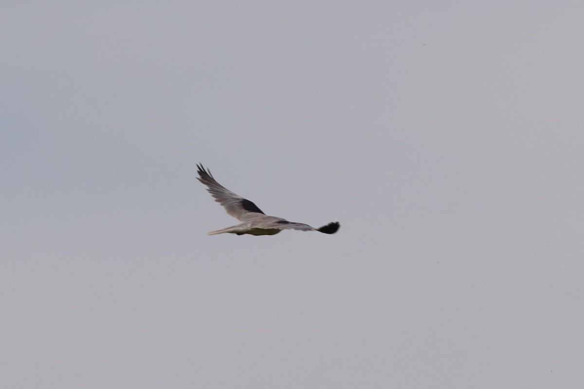 White-tailed Kite - Scott Pendleton