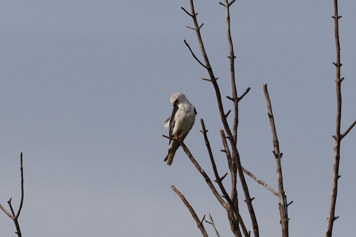 White-tailed Kite - Scott Pendleton
