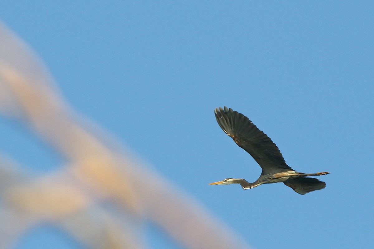 Great Blue Heron - Frank Pinilla