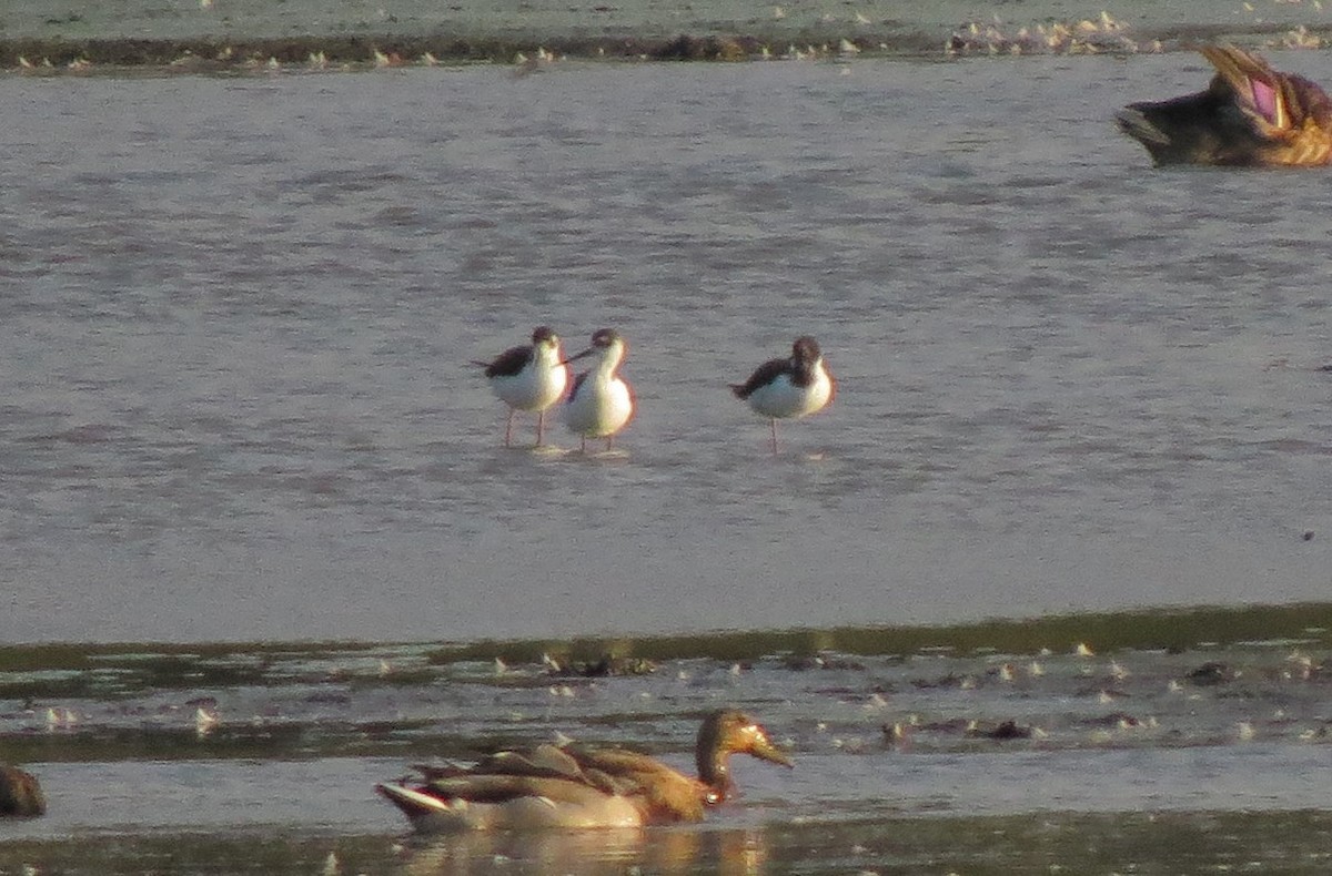 Black-necked Stilt - ML34447881