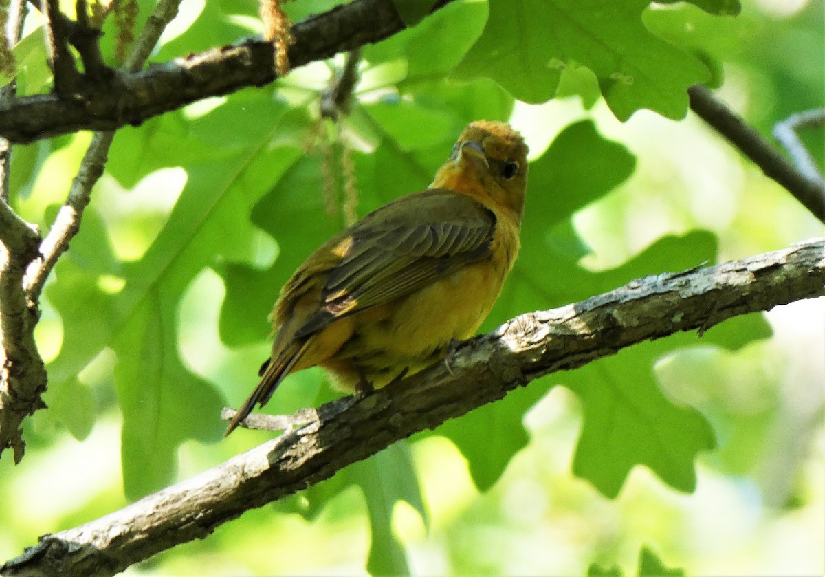 Summer Tanager - ML344482961