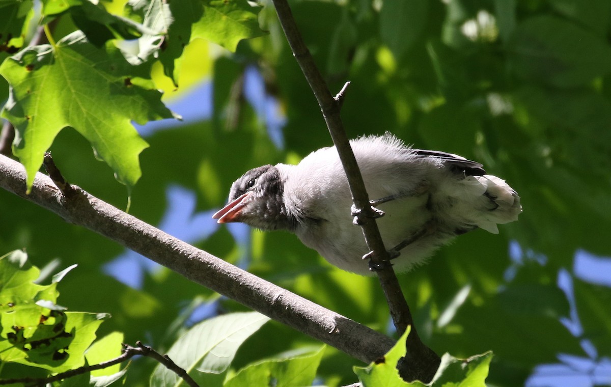 Blue Jay - Jay McGowan