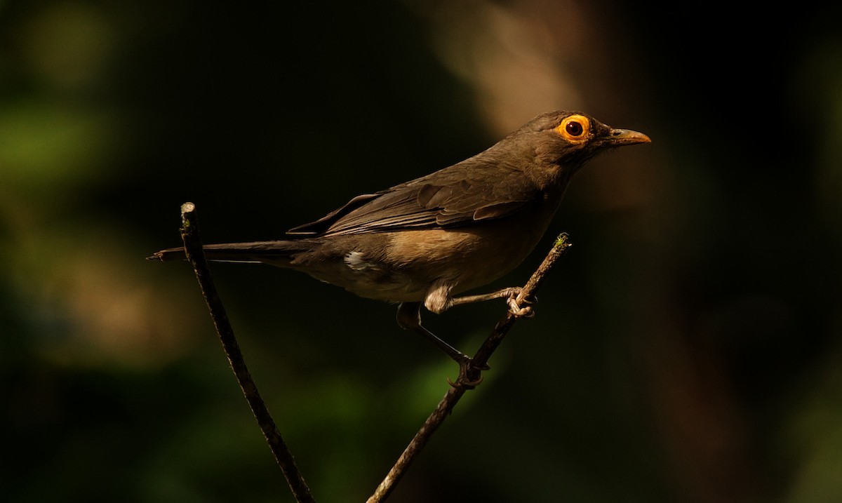 Spectacled Thrush - ML344485381