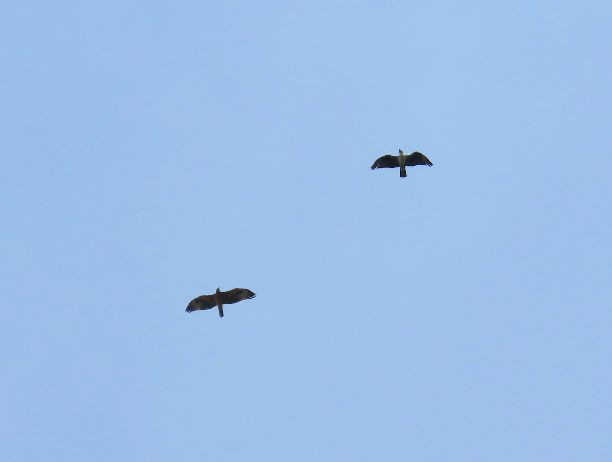 Águila Perdicera - ML344486011