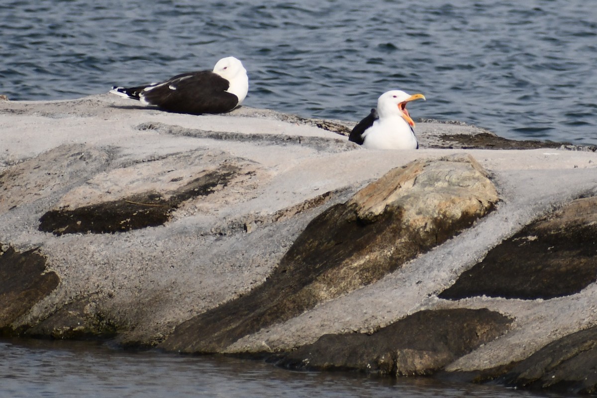 Great Black-backed Gull - ML344488561