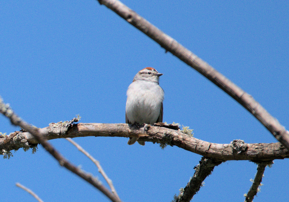 Chipping Sparrow - ML344489041