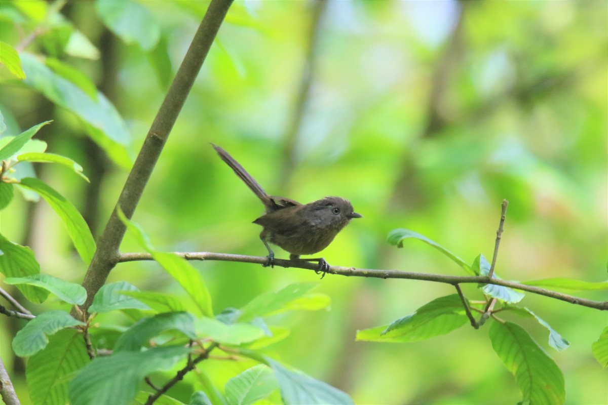 Wrentit - Kevin Lester