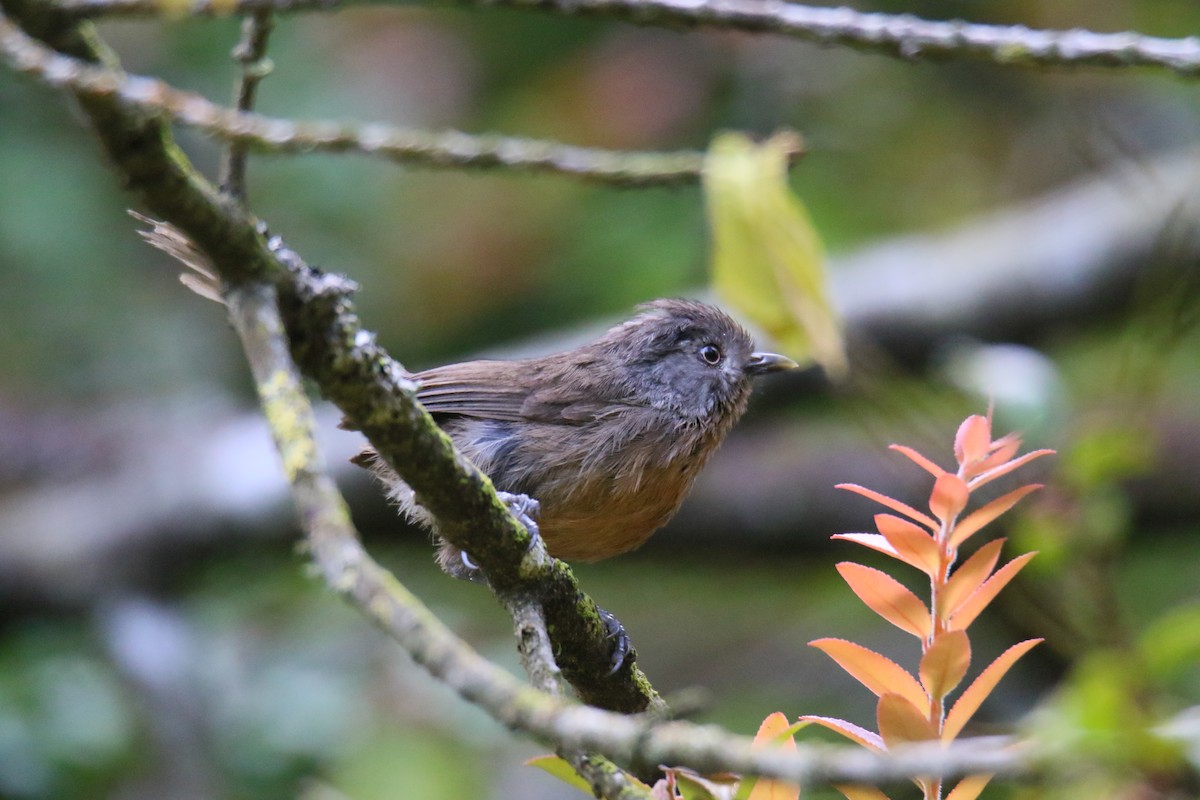 Wrentit - ML344489191