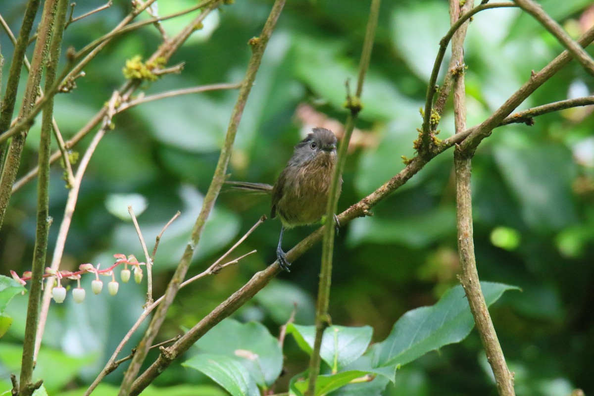 Wrentit - Kevin Lester