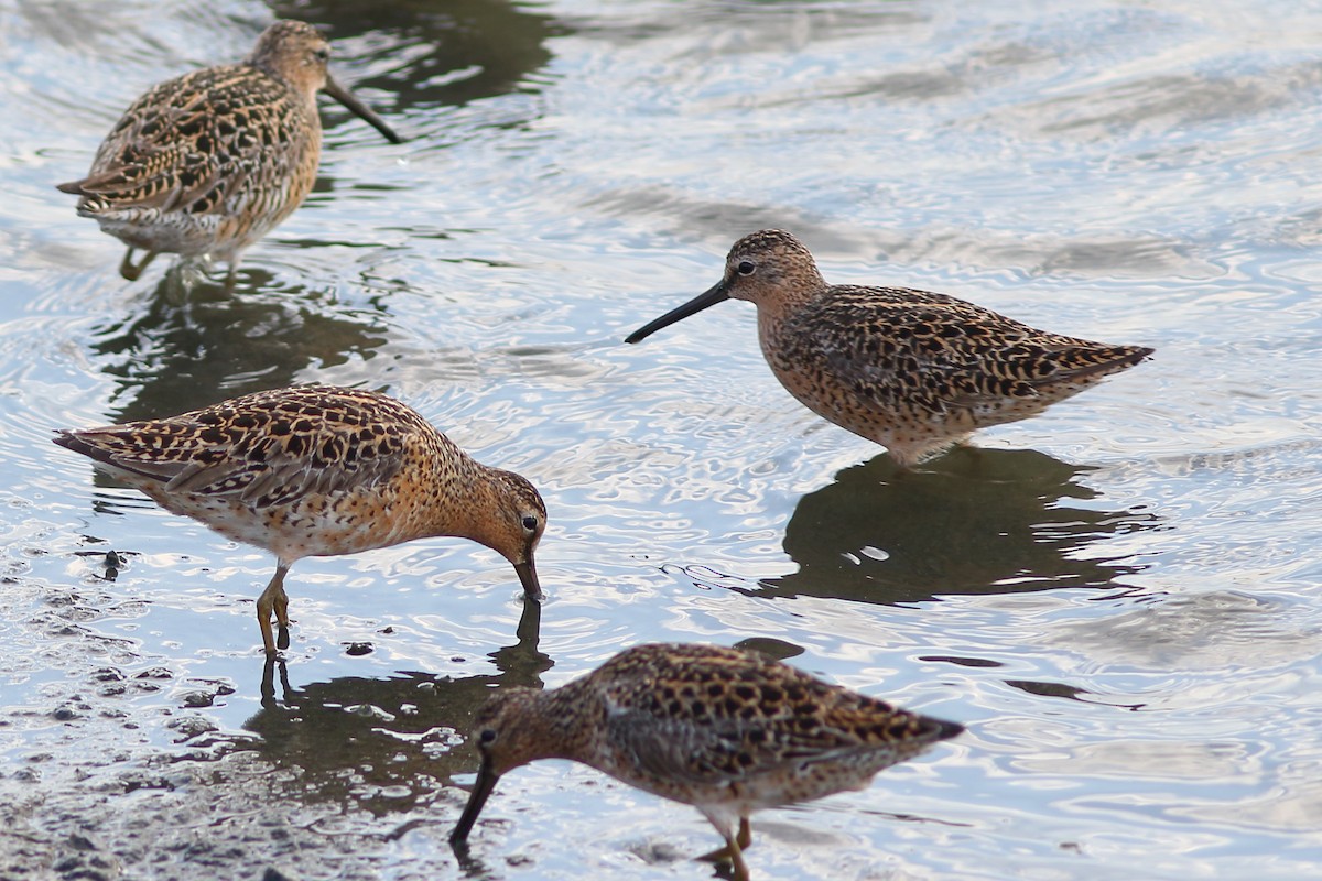 Short-billed Dowitcher (hendersoni) - Frank Pinilla