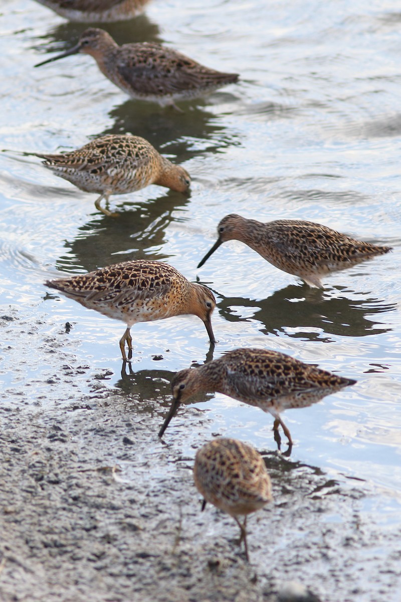 Short-billed Dowitcher (hendersoni) - ML344489561