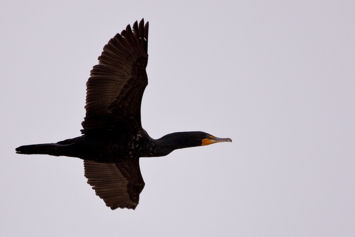 Double-crested Cormorant - ML344489641