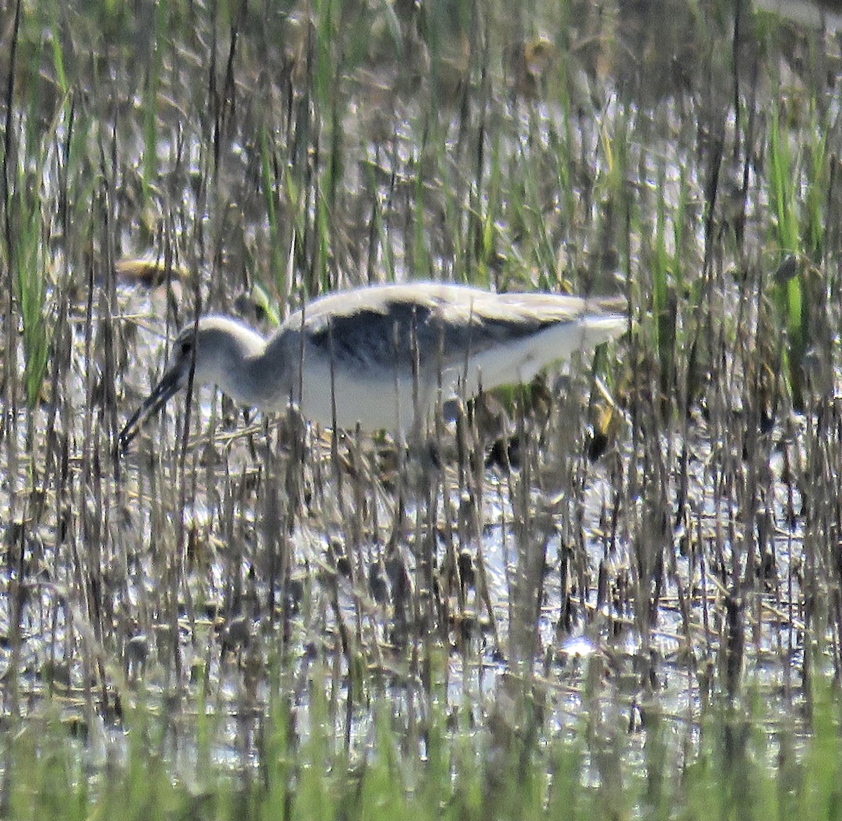 Willet - ML344490281