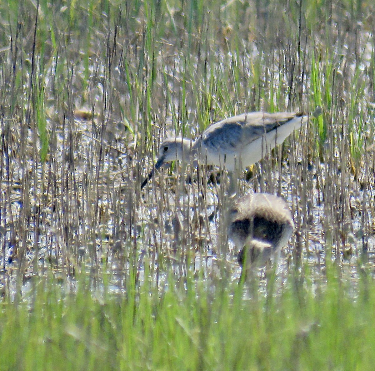 Willet - ML344490341