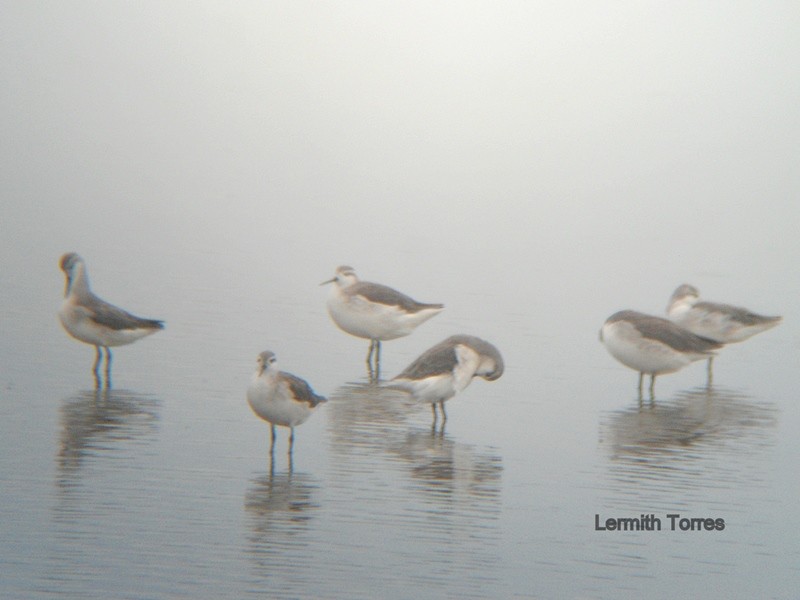 hvithalesvømmesnipe - ML34449131