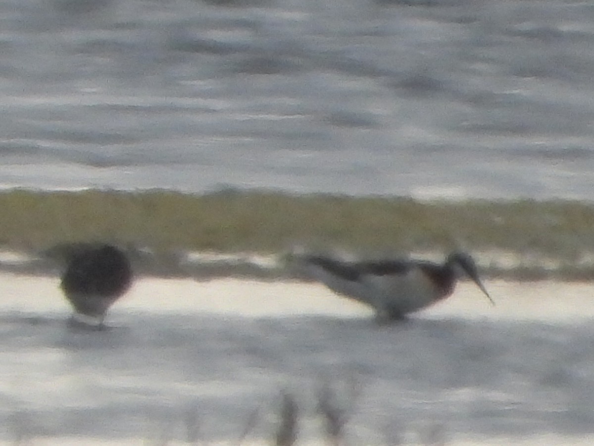 Wilson's Phalarope - ML344491411